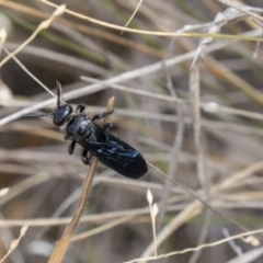 Austroscolia soror (Blue Flower Wasp) at The Pinnacle - 28 Mar 2019 by AlisonMilton