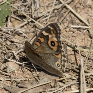 Junonia villida at Dunlop, ACT - 28 Mar 2019 12:53 PM