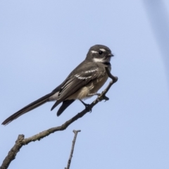 Rhipidura albiscapa (Grey Fantail) at Dunlop, ACT - 28 Mar 2019 by AlisonMilton