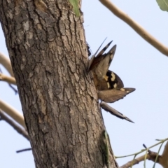 Heteronympha merope at Dunlop, ACT - 28 Mar 2019 11:45 AM