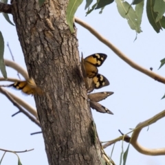 Heteronympha merope at Dunlop, ACT - 28 Mar 2019 11:45 AM
