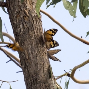 Heteronympha merope at Dunlop, ACT - 28 Mar 2019