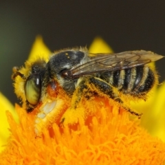 Megachile (Eutricharaea) macularis (Leafcutter bee, Megachilid bee) at ANBG - 22 Mar 2019 by TimL