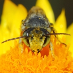 Megachile (Eutricharaea) macularis at Acton, ACT - 22 Mar 2019