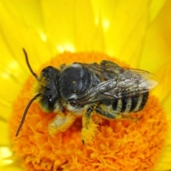 Megachile (Eutricharaea) macularis at Acton, ACT - 22 Mar 2019 01:21 PM