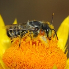 Megachile (Eutricharaea) macularis at Acton, ACT - 22 Mar 2019 01:21 PM