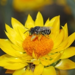 Megachile (Eutricharaea) macularis at Acton, ACT - 22 Mar 2019 01:21 PM