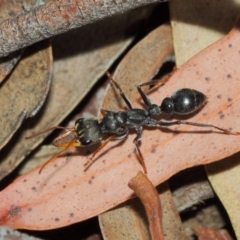 Myrmecia sp., pilosula-group (Jack jumper) at ANBG - 26 Mar 2019 by TimL