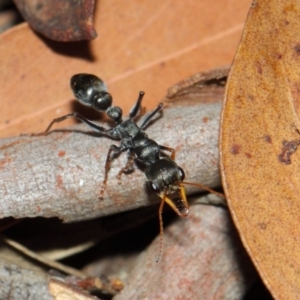 Myrmecia sp., pilosula-group at Acton, ACT - 26 Mar 2019 12:34 PM