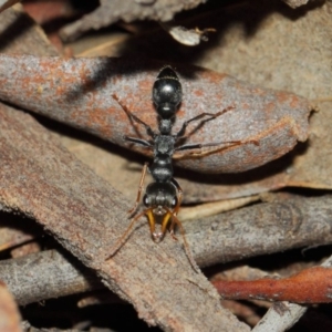 Myrmecia sp., pilosula-group at Acton, ACT - 26 Mar 2019 12:34 PM