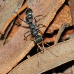 Myrmecia sp., pilosula-group at Acton, ACT - 26 Mar 2019 12:34 PM