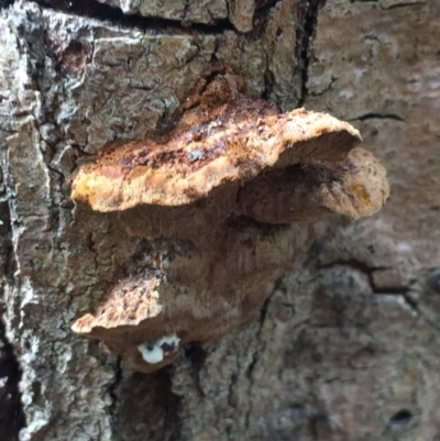 Unidentified Fungus, Moss, Liverwort, etc at Mirador, NSW - 28 Mar 2019 by hynesker1234