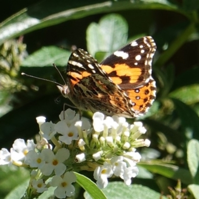 Vanessa kershawi (Australian Painted Lady) at Hughes, ACT - 26 Mar 2019 by JackyF