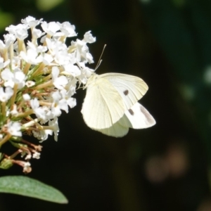 Pieris rapae at Hughes, ACT - 26 Mar 2019 02:08 PM