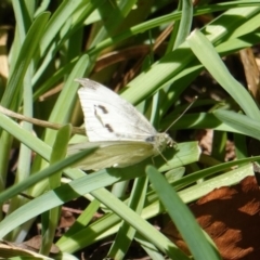 Pieris rapae at Hughes, ACT - 26 Mar 2019 02:08 PM