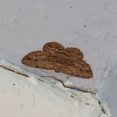 Ectropis bispinaria (Loop-line Bark Moth) at Hughes, ACT - 26 Mar 2019 by JackyF