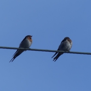 Hirundo neoxena at Hackett, ACT - 28 Mar 2019