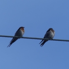 Hirundo neoxena (Welcome Swallow) at Hackett, ACT - 28 Mar 2019 by WalterEgo