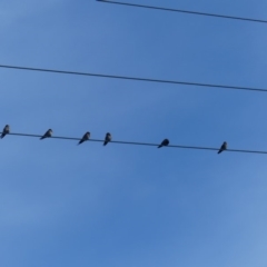 Hirundo neoxena at Hackett, ACT - 28 Mar 2019 03:56 PM