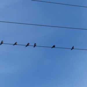 Hirundo neoxena at Hackett, ACT - 28 Mar 2019