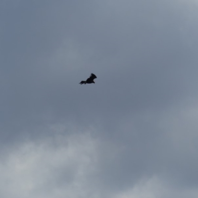 Aquila audax (Wedge-tailed Eagle) at Mount Majura - 28 Mar 2019 by WalterEgo