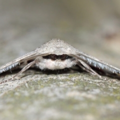 Crypsiphona ocultaria (Red-lined Looper Moth) at Hackett, ACT - 26 Mar 2019 by TimL