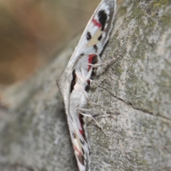 Crypsiphona ocultaria at Hackett, ACT - 26 Mar 2019