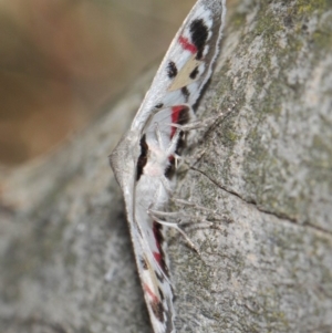 Crypsiphona ocultaria at Hackett, ACT - 26 Mar 2019 12:38 PM