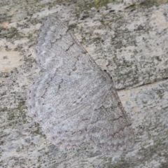 Crypsiphona ocultaria at Hackett, ACT - 26 Mar 2019 12:38 PM