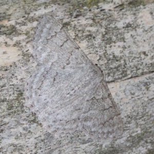 Crypsiphona ocultaria at Hackett, ACT - 26 Mar 2019 12:38 PM