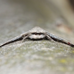 Crypsiphona ocultaria at Hackett, ACT - 26 Mar 2019 12:38 PM