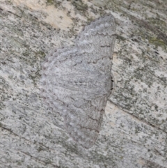 Crypsiphona ocultaria at Hackett, ACT - 26 Mar 2019