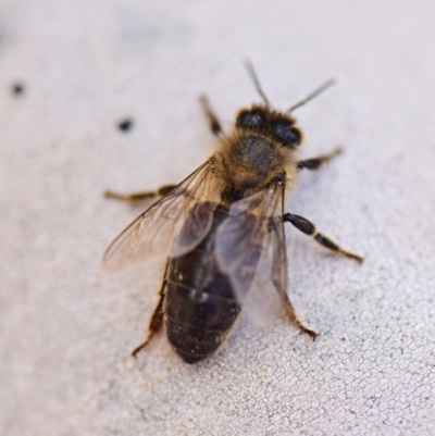 Apis mellifera (European honey bee) at Flynn, ACT - 28 Mar 2019 by Ernier