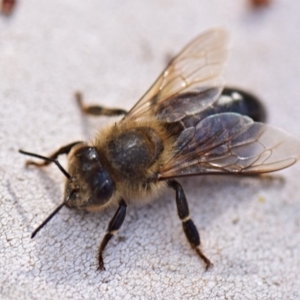 Apis mellifera at Flynn, ACT - 28 Mar 2019 12:00 AM