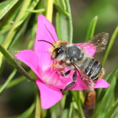 Megachile (Eutricharaea) maculariformis (Gold-tipped leafcutter bee) at Acton, ACT - 26 Mar 2019 by TimL