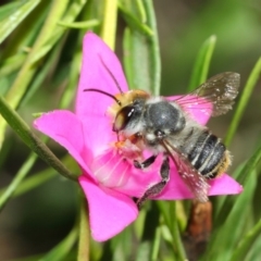 Megachile (Eutricharaea) maculariformis at Acton, ACT - 26 Mar 2019 01:13 PM