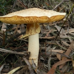 Amanita sp. (Amanita sp.) at Towamba, NSW - 28 Mar 2019 by SueMuffler