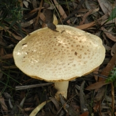 Amanita sp. at Towamba, NSW - 28 Mar 2019