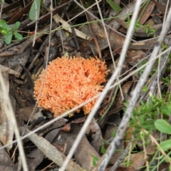 Ramaria sp. (A Coral fungus) at Mount Imlay National Park - 28 Mar 2019 by SueMuffler