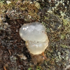 Tremella sp. at Mount Imlay National Park - 28 Mar 2019 by SueMuffler