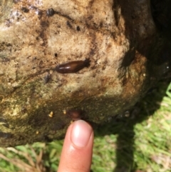 Unverified Other Arthropod at Kosciuszko National Park - 24 Mar 2019 by alexwatt