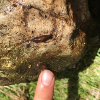 Unidentified Other Arthropod at Kosciuszko National Park - 24 Mar 2019 by alexwatt