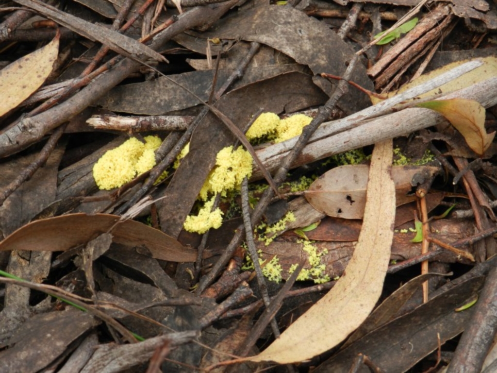 Myxomycete - plasmodium at Towamba, NSW - 28 Mar 2019