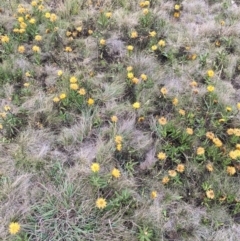 Xerochrysum subundulatum (Alpine Everlasting) at Cooleman, NSW - 24 Mar 2019 by alex_watt