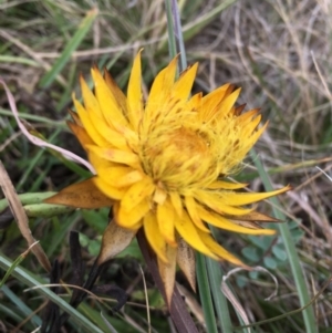 Xerochrysum subundulatum at Cooleman, NSW - 24 Mar 2019