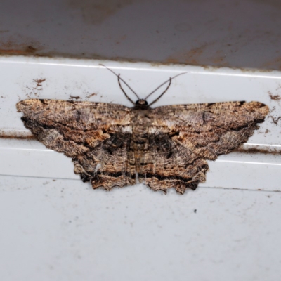 Scioglyptis lyciaria (White-patch Bark Moth) at O'Connor, ACT - 28 Mar 2019 by ibaird