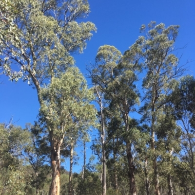 Eucalyptus dalrympleana subsp. dalrympleana (Mountain Gum) at Tennent, ACT - 26 Mar 2019 by alex_watt