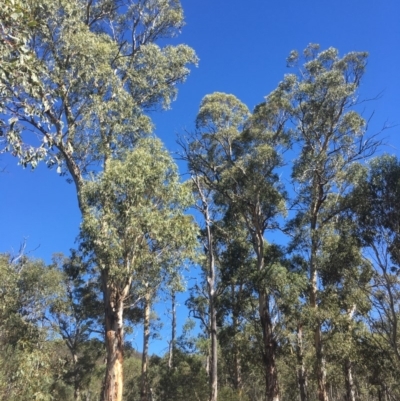 Eucalyptus dalrympleana subsp. dalrympleana (Mountain Gum) at Tennent, ACT - 26 Mar 2019 by alexwatt