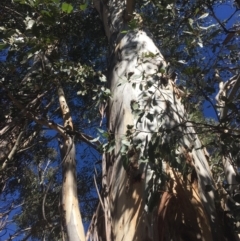 Eucalyptus dalrympleana subsp. dalrympleana at Tennent, ACT - 26 Mar 2019