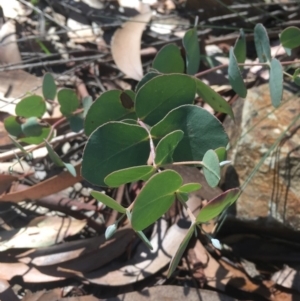 Eucalyptus dalrympleana subsp. dalrympleana at Tennent, ACT - 26 Mar 2019